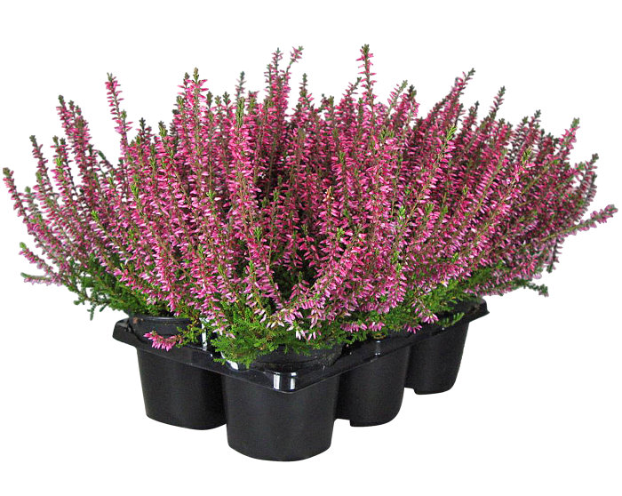 Ljung 'Calluna' Ø9 cm 6-pack